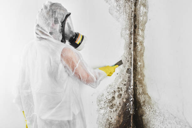 Best Industrial Mold Remediation in Cumberland, KY