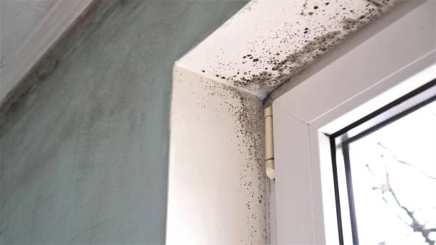 Best Emergency Mold Remediation in Cumberland, KY