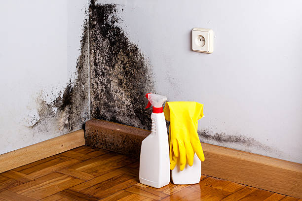 Best Localized Mold Remediation (e.g., coastal areas, humid climates) in Cumberland, KY