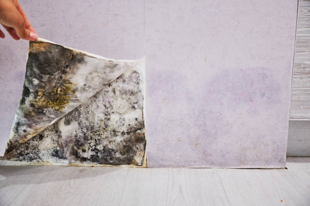 Best Basement Mold Remediation in Cumberland, KY